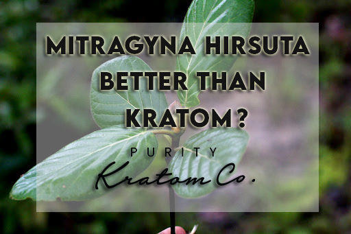 Mitragyna Hirsuta Better than Kratom