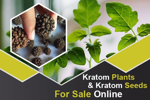 Kratom Plants And Kratom Seeds For Sale Online