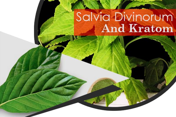 Salvia Divinorum