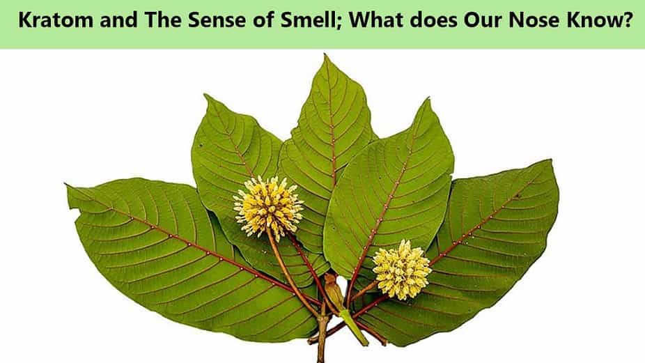 Kratom and The Sense of Smell; What does Our Nose Know?