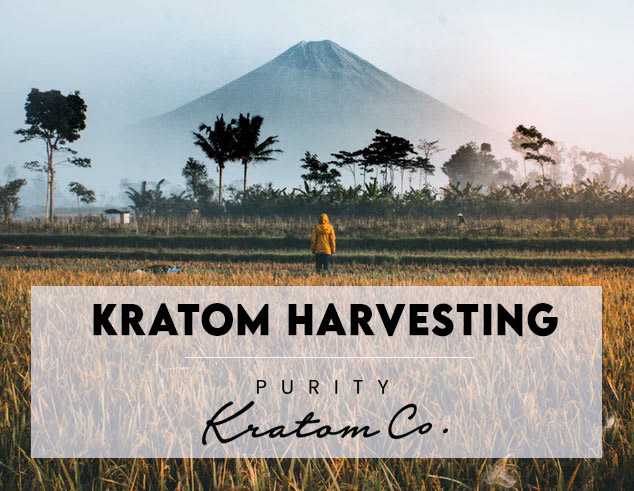 Kratom Harvesting