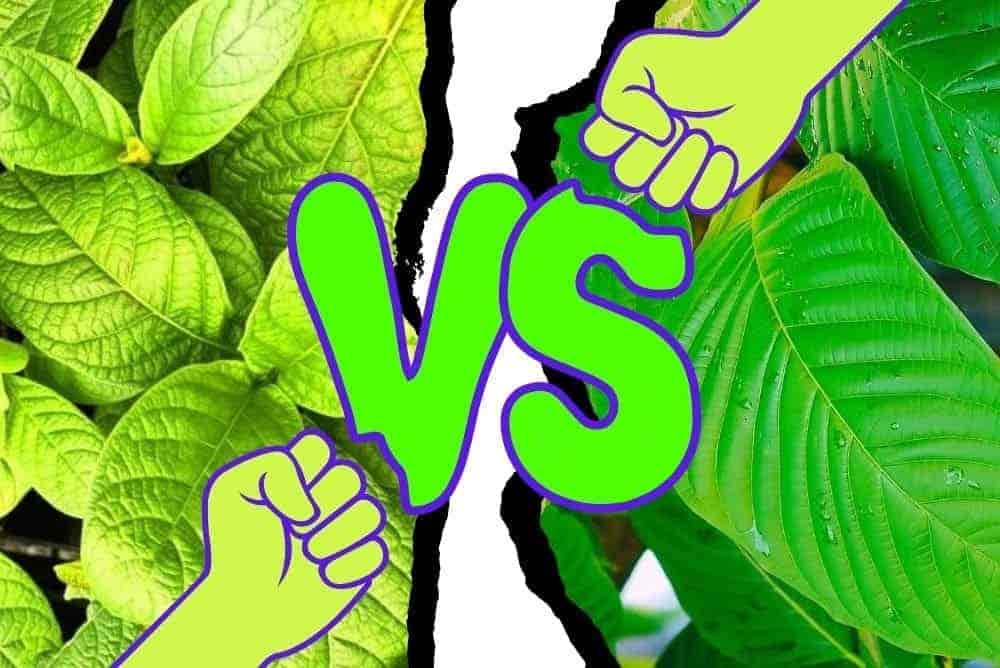 Kratom Vs Mitragyna Javanica